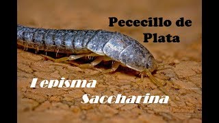 Lepisma Saccharina Pececillo de Plata [upl. by Koerner]