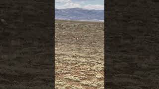 Pronghorns one of the fastest animals ￼on the planet [upl. by Sadoff112]