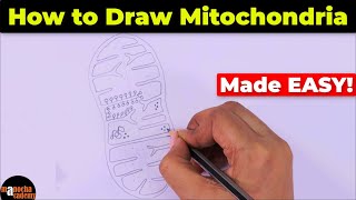 How to Draw Mitochondria Diagram Easily [upl. by Philippa804]