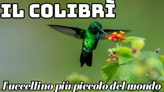 Le caratteristiche del colibrì uno dei più piccoli uccelli del mondo [upl. by Solegnave115]