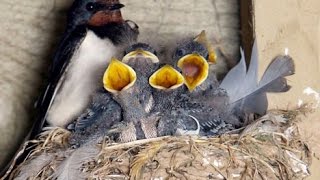 Rândunica Swallow WITH CHICKEN went out again [upl. by Atener]