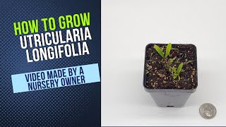 How to Grow and Propagate Utricularia Longifolia Carnivorous Plant Grow Guide [upl. by Artinek]