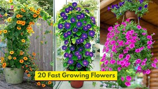 20 Fast Growing Flowers [upl. by Sirromed128]