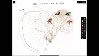 Phylogenetic Trees [upl. by Pacifica]