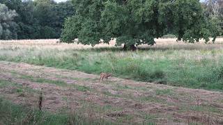 Kurzansitz im Sommer auf einer Waldwiese  Jagdkrone [upl. by Amat]