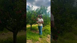 Come fruit picking with me pyo fruitpicking britishsummer applesong apple [upl. by Kaitlynn206]