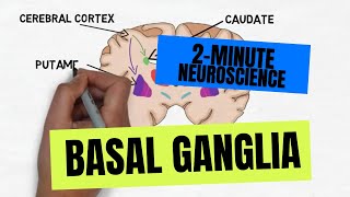 2Minute Neuroscience Basal Ganglia [upl. by Lucias]