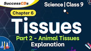 Animal Tissues Class 9  Part 2 of Tissues NCERT CBSE Science Chapter 6 Explanation Question Ans [upl. by Stila559]