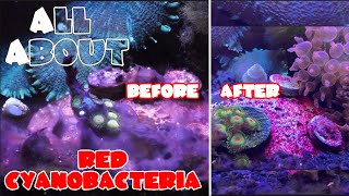 All About The Red Cyanobacteria or Red Slime Algae  Chemiclean Tutorial  Preventing Cyanobacteria [upl. by Lysander]