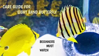 CARE GUIDE EIGHT BAND BUTTERFLY FISHBEGINNERS VIDEO THRIVE2EXPLORE55 [upl. by Tedmund]