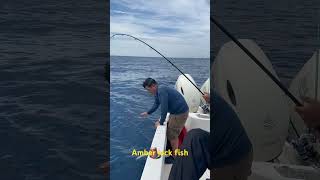 Amber jack fish in the Atlantic Coastal Plain fishing fish boatfishing amberjack [upl. by Crowell263]