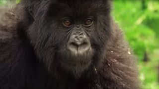 Meet This Family of Mountain Gorillas  Cousins  BBC Earth [upl. by Ahseiyt]