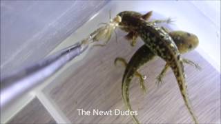 Ambystoma rivulare larvae feeding on crickets [upl. by Lleumas]