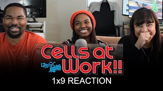 Cells at Work 1x9  Thymocytes  GROUP REACTION [upl. by Annoerb]