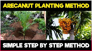 Arecanut Planting Method  How to grow Arecanut Plant  Arecanut Farming [upl. by Carlisle]