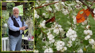 5 ARBUSTES DÉCORATIFS À FRUITS BLANCS QUI NOURRISSENT LES OISEAUX EN HIVER Le Quotidien du Jardin [upl. by Allista40]