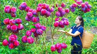 Harvest Plums amp Goes To Market Sell  Harvesting And Cooking  Lý Song Ca [upl. by Shultz625]