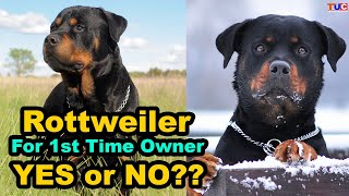 Powerful Rottweiler For 1st Time Dog Owner Are they Good or Not  TUC [upl. by Kalasky669]