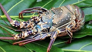 Queue de langouste grillée à la Vanille de Tahiti [upl. by Florance]