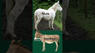 Whats the difference between a Donkey and a Mule [upl. by Anedal]