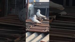 My New Mukhi Pigeons 😍 Fancy Kabutar 🕊 shorts whatsappstatus whats [upl. by Anaderol]