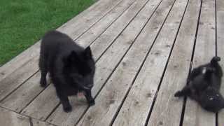 Shiba Inu and schipperke puppy playing [upl. by Eppillihp]