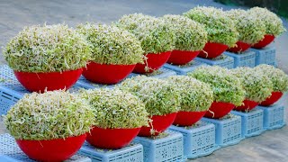 Cant Miss This Super Fast Way to Make Bean Sprouts Harvest After Only 2 Days [upl. by Jolene157]