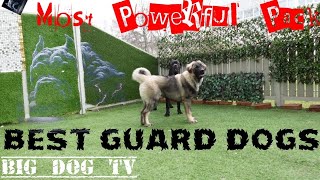 Best guard dogs in the world Cane Corso amp Caucasian Ovcharka [upl. by Dorkas]