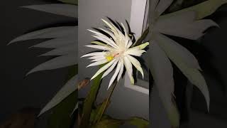 Spectacular Nightblooming Cereus cactus flower opening [upl. by Anirbas]