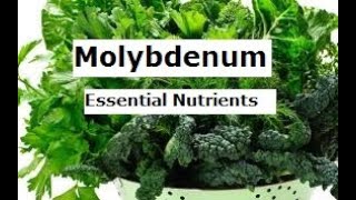 Molybdenum essential nutrients does [upl. by Alolomo]