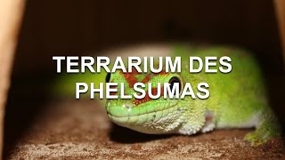 Nouveau terrarium  Phelsuma Grandis [upl. by Eiramasil]