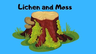 Why Lichen and Moss are Amazing [upl. by Llednik]