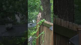 Red Tailed Hawk perched on our fence during tropical storm Debby [upl. by Ahsael420]