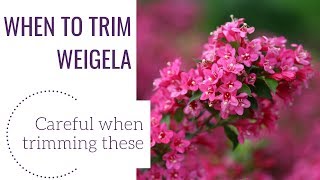 When to Trim Weigela  wwwgardencrossingscom [upl. by Aissert665]