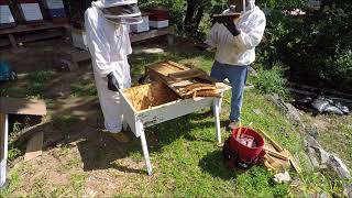 Beekeeping  Transferring a Top Bar Hive to a Langstroth Hive [upl. by Ymiaj]