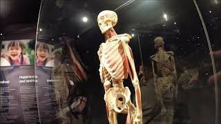 Inside Body Worlds Museum Amsterdam [upl. by Eerok253]