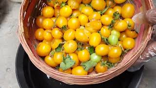 Save Seeds Easy Way  Saving Tomato Seeds for Next Season [upl. by Ennayoj]