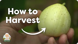 How to Harvest Crystal Lemon Cucumbers [upl. by Nimzaj]