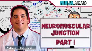 Musculoskeletal System  Neuromuscular Junction  Neuromuscular Transmission Part 1 [upl. by Imef]