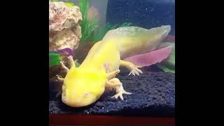 Golden Axolotl  Axolotl Morphs [upl. by Amasa]