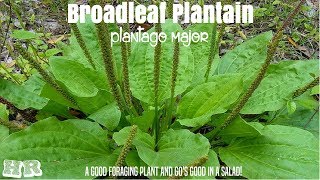 ⟹ BROADLEAF PLANTAIN  Plantago major  Another important survival food [upl. by Elehcar712]