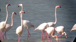 Cortejo de flamencos [upl. by Ahearn232]