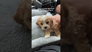 love of your life 😍 dogs puppy dognation cuteanimals dogsofyoutube maltipoo cutedogs shorts [upl. by Gnel]