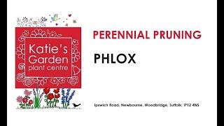 How to look after Border Phlox a pruning guide [upl. by Melamed]