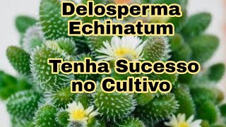 DELOSPERMA ECHINATUM  Tenha Sucesso no Cultivo [upl. by Saint]