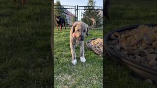 Odin the Anatolian Shepherd dog [upl. by Nomit]