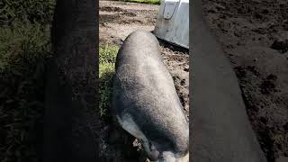 BIG PIG NEWS homesteading solarpower pigs [upl. by Nnylirehs119]