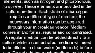 How to Make Algal BiofuelPart 1Growing algae at home [upl. by Kaitlin]