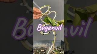 Making Bonsai Trees From Bugenvil [upl. by Kunz400]