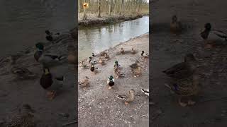 Mallard Ducks Sound 🦆 [upl. by Aamsa]